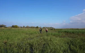 inventaires : relev&eacute;s de terrain naturalistes et paysagers